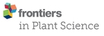 Cassava Breeding II: Phenotypic Correlations through the Different Stages of Selection